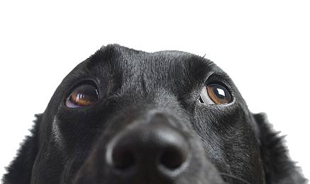 Close-up of a black dog's face, focusing on its eyes and nose against a white background.