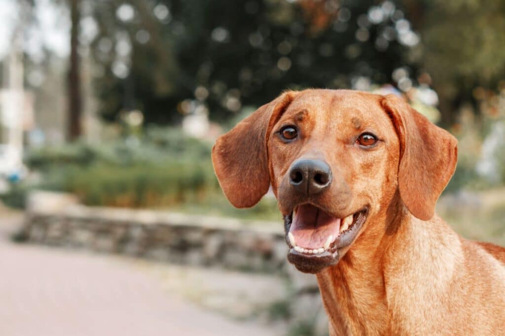 A brown dog with floppy ears is sitting outdoors, looking at the camera with its mouth open.