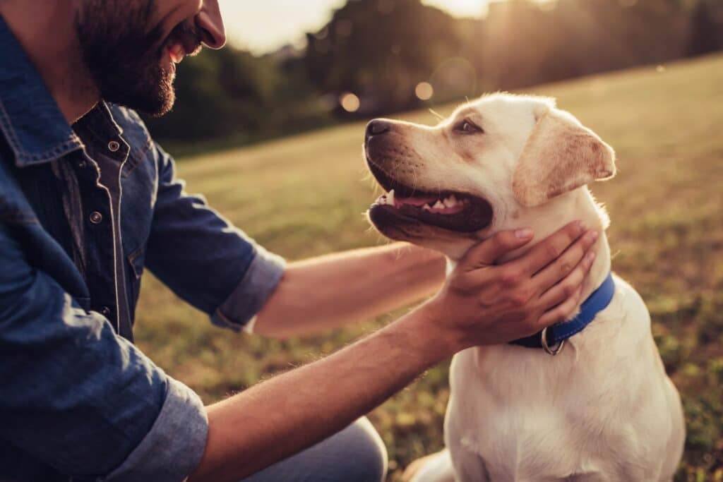 A person gently holds a smiling Labrador Retriever's face in an outdoor setting with grass and trees in the background.